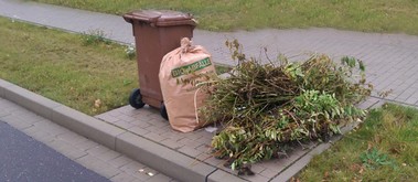 Grünabfälle und Weihnachtsbäume Grünabfälle und Weihnachtsbäume